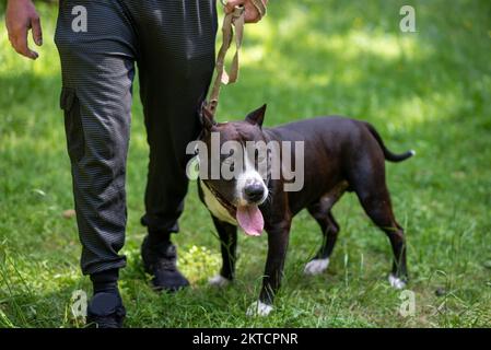 Le taureau de fosse se trouve sur l'herbe verte à côté du propriétaire. Photo de haute qualité Banque D'Images