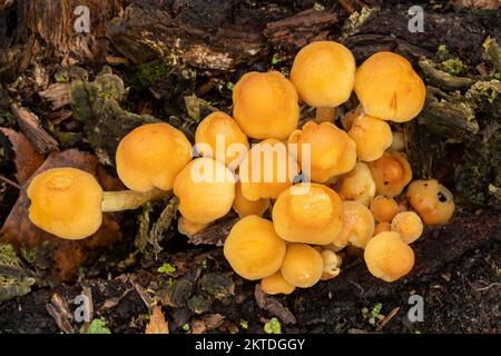 Hypholoma fasciculare, communément connu sous le nom de champignon tuf de soufre ou de tabourets de crapauds, Angleterre, Royaume-Uni Banque D'Images