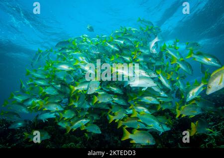 École de poissons tropicaux sur le récif corallien de l'île Bonaire dans la mer des Caraïbes Banque D'Images