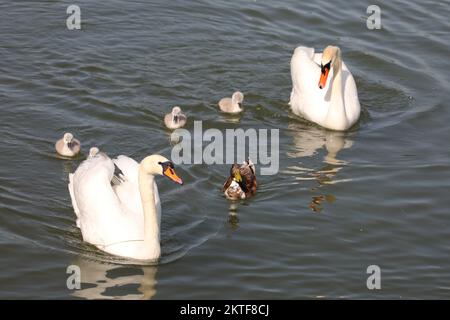 Höckerschwan und Stockente / Mute Swan et Mallard / Cygnus olor et Anas platyrhynchos Banque D'Images