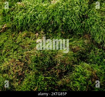 Fond vert de mousse, nature sauvage Banque D'Images