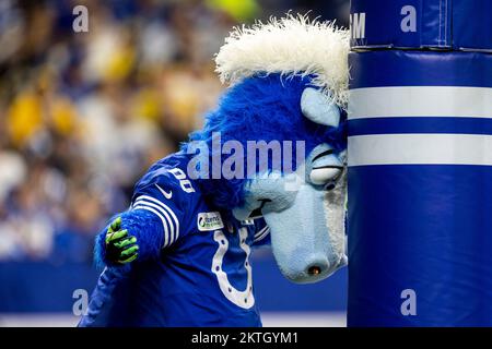 Indianapolis, Indiana, États-Unis. 28th novembre 2022. Indianapolis Colts mascotte Blue lors du match de la NFL contre les Pittsburgh Steelers à Indianapolis, Indiana. John Mersiits/CSM/Alamy Live News Banque D'Images