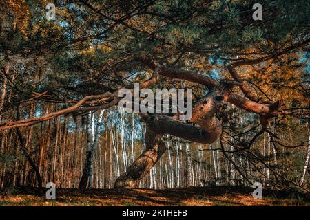 Un arbre crocheté dans Nowy Dbie - forêt, Pologne, Voïvodeship de Kuyavian-Pomeranian Banque D'Images