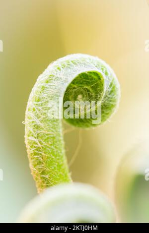 Boucle serrée d'une jeune feuille de fougères qui pousse dans un bois de Somerset à Aisholt Wood dans les Quantocks Banque D'Images