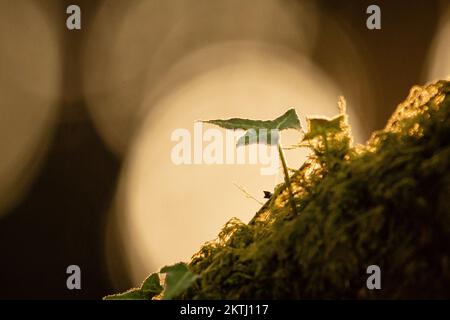 Le soleil se couche derrière la feuille de lierre qui pousse sur un arbre couvert de mousse dans la forêt du bois d'Aisholt dans les Quantocks, West Somerset Banque D'Images