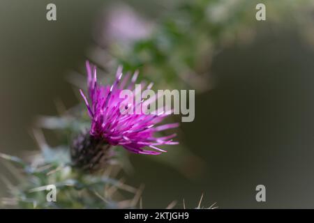Gros plan sur la fleur d'une lance (Cirsium vulgare) qui pousse dans l'herbe du flanc de coteau au-dessus du village Exmoor de Selworthy, West Somerset Banque D'Images