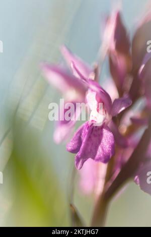 Image macro d'une fleur unique d'une fleur d'orchidée pourpre précoce (Orchis mascula) qui pousse dans un pré humide de Shapwick Moor, Avalon Marshes, Somerset Banque D'Images