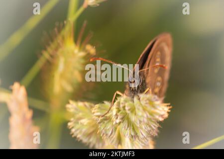 Dans la lumière du soir, le papillon ringlet (Aphantopus hyperantus) repose sur une tête de semence d'herbe. Trouvé par la ligne minérale, Watchet, West Somerset Banque D'Images