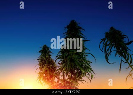 Silhouette de plants de marijuana médicale champ de culture de cannabis en plein air au coucher du soleil et au soleil derrière la plante Banque D'Images