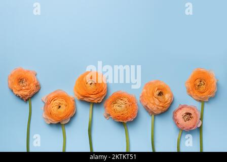 Gros plan sur une fleur orange en forme de Buttercup. Vue de dessus de l'Asian Buttercup Ranunculus sur un bleu clair. Fête des mères ou Fête des femmes ou St. Concept de la Saint-Valentin. Banque D'Images