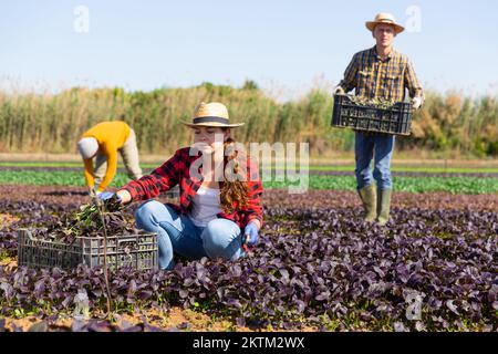 Une agricultrice récolte des épinards rouges dans une plantation Banque D'Images