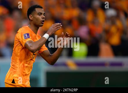 Al Khor, Qatar. 29th novembre 2022. Football : coupe du monde, pays-Bas - Qatar, première partie, Groupe A, Journée de match 3, stade al-Bayt, mouvements Cody Gakpo aux pays-Bas. Crédit : Robert Michael/dpa/Alay Live News Banque D'Images