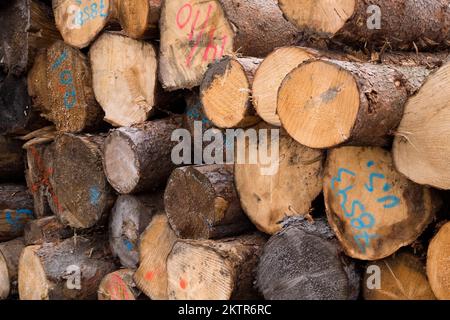 Gros plan de grumes de sciage marquées et dégradées à l'usine de sciage, Laurentides, Québec, Canada. Banque D'Images