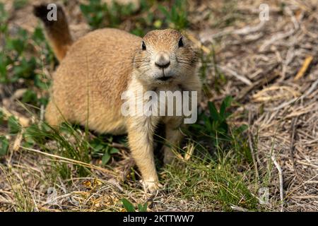 Le petit chien des Prairies regarde la caméra dans le parc national Theodore Roosevelt Banque D'Images