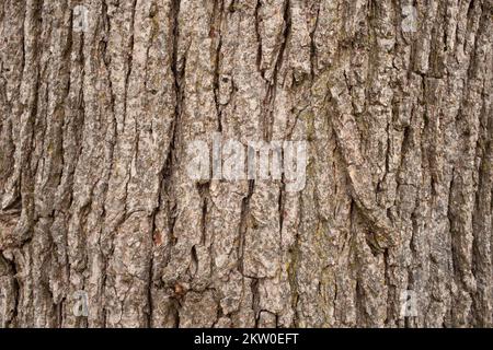 Détail de l'écorce de sillons sur un chêne blanc, Quercus alba, à Troy, Montana. Banque D'Images
