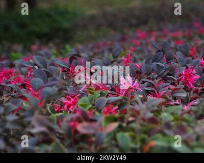 YICHANG, CHINE - le 30 NOVEMBRE 2022 - la saison anti-saison Loropetalum chinense var. Rubrum Yieh floraison dans le parc rencontre froid, sur 30 novembre 2022, Banque D'Images