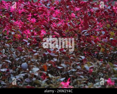 YICHANG, CHINE - le 30 NOVEMBRE 2022 - la saison anti-saison Loropetalum chinense var. Rubrum Yieh floraison dans le parc rencontre froid, sur 30 novembre 2022, Banque D'Images