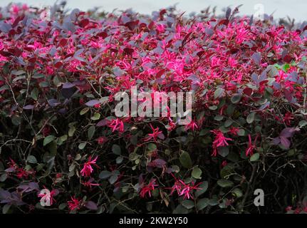 YICHANG, CHINE - le 30 NOVEMBRE 2022 - la saison anti-saison Loropetalum chinense var. Rubrum Yieh floraison dans le parc rencontre froid, sur 30 novembre 2022, Banque D'Images