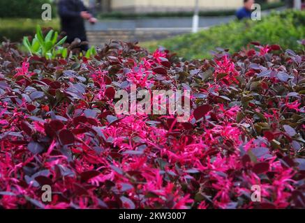 YICHANG, CHINE - le 30 NOVEMBRE 2022 - la saison anti-saison Loropetalum chinense var. Rubrum Yieh floraison dans le parc rencontre froid, sur 30 novembre 2022, Banque D'Images