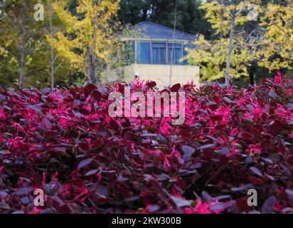 YICHANG, CHINE - le 30 NOVEMBRE 2022 - la saison anti-saison Loropetalum chinense var. Rubrum Yieh floraison dans le parc rencontre froid, sur 30 novembre 2022, Banque D'Images