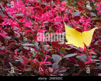 YICHANG, CHINE - le 30 NOVEMBRE 2022 - la saison anti-saison Loropetalum chinense var. Rubrum Yieh floraison dans le parc rencontre froid, sur 30 novembre 2022, Banque D'Images