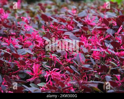 YICHANG, CHINE - le 30 NOVEMBRE 2022 - la saison anti-saison Loropetalum chinense var. Rubrum Yieh floraison dans le parc rencontre froid, sur 30 novembre 2022, Banque D'Images