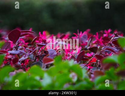 YICHANG, CHINE - le 30 NOVEMBRE 2022 - la saison anti-saison Loropetalum chinense var. Rubrum Yieh floraison dans le parc rencontre froid, sur 30 novembre 2022, Banque D'Images