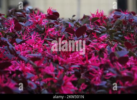 YICHANG, CHINE - le 30 NOVEMBRE 2022 - la saison anti-saison Loropetalum chinense var. Rubrum Yieh floraison dans le parc rencontre froid, sur 30 novembre 2022, Banque D'Images