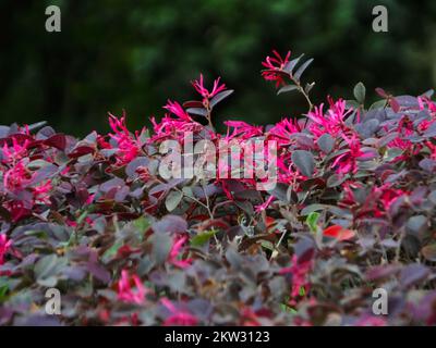 YICHANG, CHINE - le 30 NOVEMBRE 2022 - la saison anti-saison Loropetalum chinense var. Rubrum Yieh floraison dans le parc rencontre froid, sur 30 novembre 2022, Banque D'Images