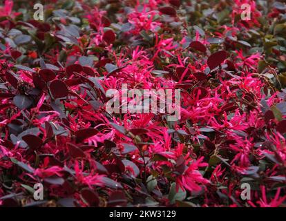 YICHANG, CHINE - le 30 NOVEMBRE 2022 - la saison anti-saison Loropetalum chinense var. Rubrum Yieh floraison dans le parc rencontre froid, sur 30 novembre 2022, Banque D'Images