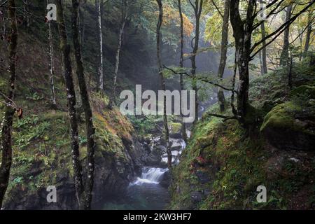 Forêt d'automne brumeux, Ariège, Pyrénées, France, UE Banque D'Images