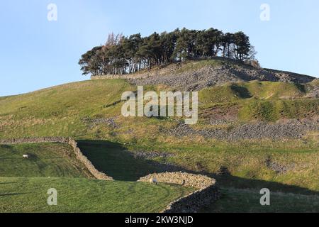 L'arbre couvrait la burial Mound de Kirkcarrion près de Middleton-in-Teesdale, Teesdale, comté de Durham, Royaume-Uni Banque D'Images