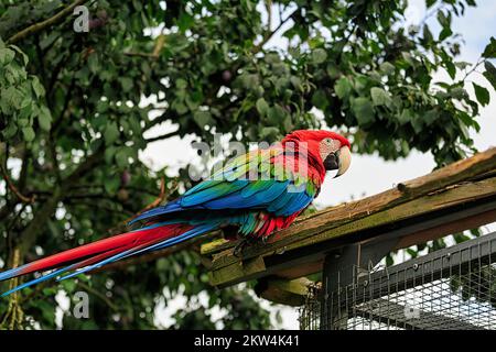 Macaw rouge et vert (Ara chloroptera), captive, assise sur une volière extérieure, Allemagne, Europe Banque D'Images