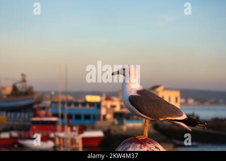 Guette à pattes jaunes (Larus michahellis) dans le port de pêche, crépuscule, Essaouira, Marrakech-Safi, Maroc, Afrique Banque D'Images
