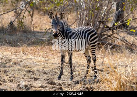 Zèbre des plaines de la sous-espèce rampshay's zébra (Equus quagga crapshayi), jeune, juvénile, foal, Luangwa du Sud, Zambie, Afrique Banque D'Images