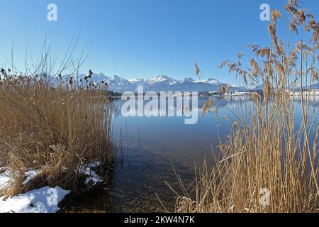 Lac Hopfen en hiver avec vue sur les montagnes Allgäu, Allgäu, Bavière, Allemagne, Europe Banque D'Images