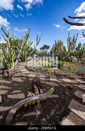 Cactus, agaves et succulents dans le jardin botanique, Jardim Botanico, Funchal, Madère, Portugal, Europe Banque D'Images