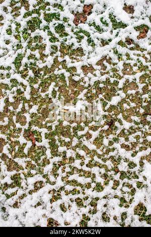 Couche de neige blanche sur l'herbe dans le jardin d'hiver Banque D'Images