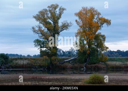 Automne dans la plaine inondable, atmosphère matinale dans un lac d'arbalète en automne, Réserve de biosphère de Middle Elbe, Dessau-Roßlau, Saxe-Anhalt, Allemagne, Europe Banque D'Images