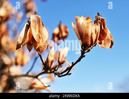 Gel endommagé au magnolia, Allemagne, Europe Banque D'Images