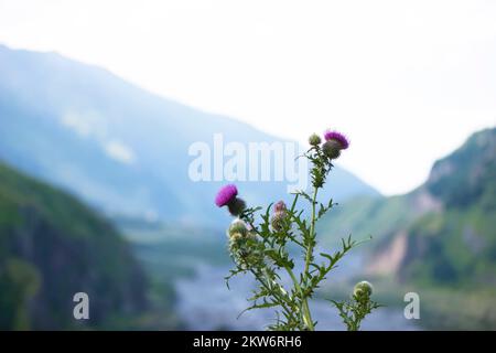 L'épine pourpre fleurit sur un fond de montagnes floues. Banque D'Images