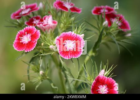 Dianthus barbatus (Rose Sweet William avec halo blanc) en fleur : (pix SShukla) Banque D'Images