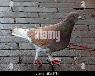 Curieux pigeon brun se demande si ce photographe a apporté quelque chose à manger. Il ressemble à une croix entre un pigeon urbain et un pigeon brun et blanc Banque D'Images