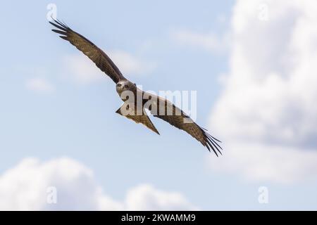 Cerf-volant [ Milvus milvus ] oiseau captif volant au centre britannique des oiseaux de proie dans le jardin botanique national du pays de Galles, Llan Banque D'Images