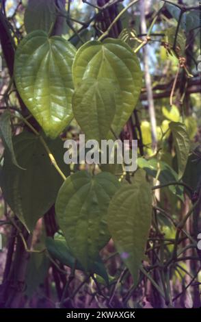 Le bétel est une vigne de la famille des Piperaceae, qui comprend du poivre et du kava. L'usine de bétel est originaire de l'Asie du Sud-est. C'est un éternel vert, dioïque vivace, avec des feuilles brillantes en forme de coeur et des chatons blancs. Banque D'Images