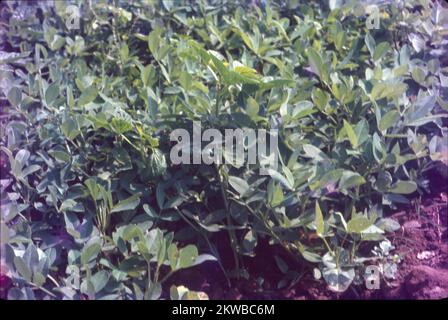 L'arachide, également connue sous le nom d'arachide, de goober, de pindar ou de noix de singe, est une légumineuse cultivée principalement pour ses graines comestibles. Il est largement cultivé dans les tropiques et sous-tropiques, étant important pour les petits et grands producteurs commerciaux.l'arachide (Arachis hypogaea), également connu sous le nom d'arachide, goober (US), pindar (US) ou Monkey Nut (UK), est une culture de légumineuse cultivée principalement pour ses graines comestibles. consommé cru (non chauffé), bouilli, et torréfié et également utilisé pour faire des confiseries et de sa farine pour faire des produits cuits au four. Banque D'Images