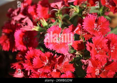 Dianthus myrtinervius (rose albanais) en pleine floraison : (pix SShukla) Banque D'Images