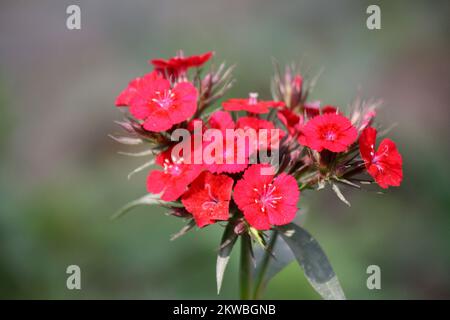 Dianthus myrtinervius (rose albanais) en pleine floraison : (pix SShukla) Banque D'Images