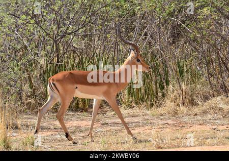 Jeune Sprinbok en namibie Afrique antilope ensoleillé Banque D'Images