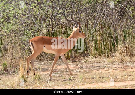 Jeune Sprinbok en namibie Afrique antilope ensoleillé Banque D'Images